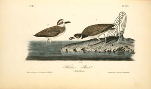 Wilson's Plover. 1. Male. 2. Female — John James Audubon