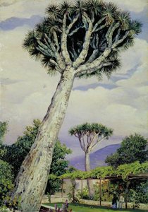 Dragon Tree In The Garden Of Mr Smith, Teneriffe — Marianne North, Impressionism