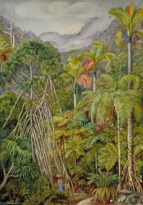 Screw Pines, Palms And Ferns From The Path Near Venn's Town, Mahé — Marianne North