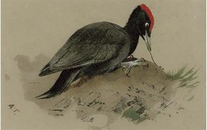A Swedish Woodpecker — Archibald Thorburn