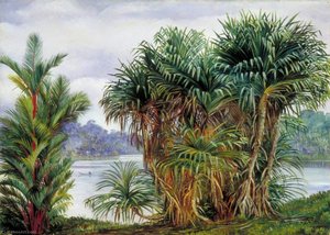 A Clump Of Screw Pine And Palm With A Glimpse Of The River, Sarawak, Borneo — Marianne North, Victorian Naturalism