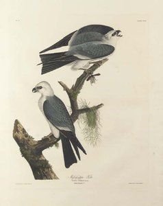 Mississippi Kite — Robert Havell