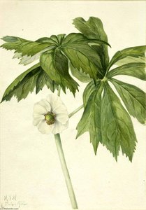 Mayapple (podphyllum Paltatum) — Mary Morris Vaux Walcott