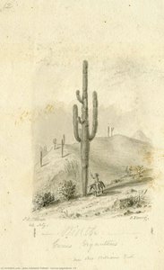 Cercus Giganteus, 12 — John Caldwell Tidball