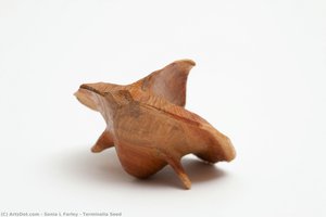 Terminalia Seed