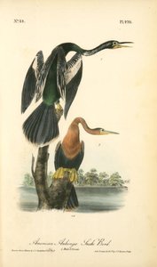 American Anhinga Snake Bird. 1. Male. 2. Female — John James Audubon