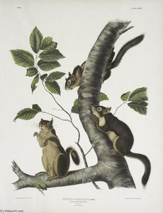 Sciurus Douglassii, Douglass's Squirrel. Natural Size. 1. Male, 2, Female — John James Audubon