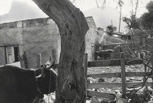 Tommasso Natale, Sicily — Thomas Roma