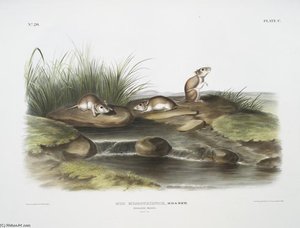 Mus Missouriensis, Missouri Mouse. Natural Size — John James Audubon