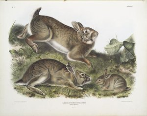 Lepus Sylvaticus, Grey Rabbit. Natural Size. Old ^ Young — John James Audubon