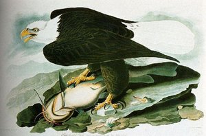 The Bald-headed Eagle — John James Audubon