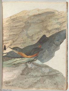 Rock Warbler — John William Lewin