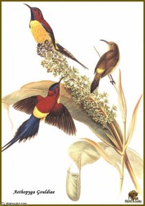 Soui Manga De Mrs Gould — John Gould