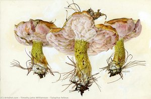 Tylopilus Felleus — Timothy John Williamson