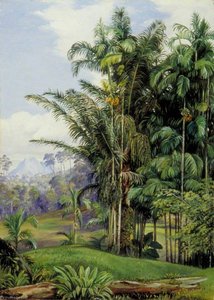 Group Of Wild Palms, Sarawak, Borneo — Marianne North, Pre-raphaelite Romanticism