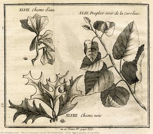 Xlix. Black Poplar Of Caroline — Pierre François Xavier De Charlevoix, Neoclassicism
