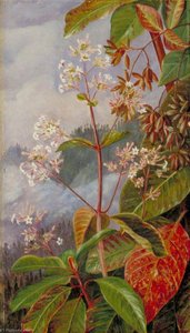 Foliage, Flowers And Seed Vessels Of A Peruvian Bark Tree — Marianne North