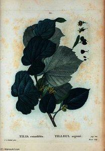 Tilia rotundifolia