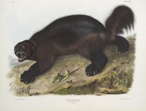 Gulo Luscus, Wolverine — John James Audubon