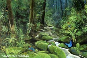 'dreams Of Australia' Series, Rainforest Wildlife — Antonia Phillips