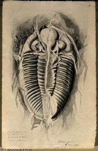Trilobite from Golden Grove