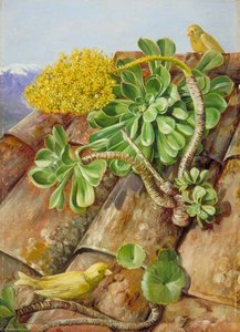 Houseleek And Canary Birds In Teneriffe — Marianne North