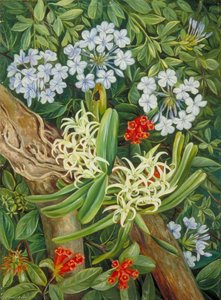 The Blue Plumbago In Contrast, Van Staaden's Kloof — Marianne North
