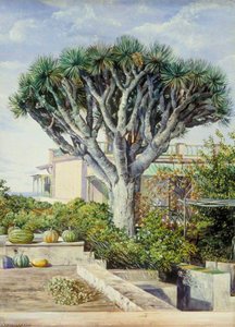 Dragon Tree At Orotava, Teneriffe — Marianne North