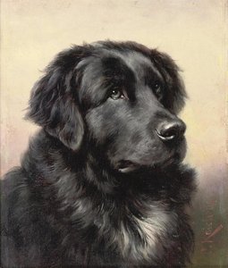 Newfoundland — Carl Reichert