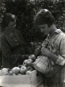 Women Gathering Apples — Doris Ulmann