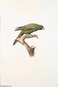 Tanygnathus Lucionensis -