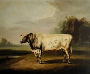 A Prize Grey Shorthorn Bull By A Pond — William Henry Davis, Academic Realism