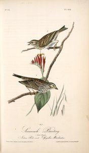 Savannah Bunting. 1. Male. 2. Female. (indian Pink-root. Spigelia Marilandica.) — John James Audubon