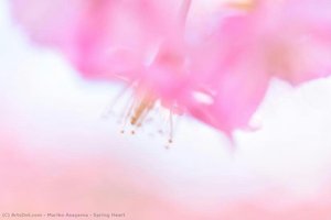 Spring Heart — Mariko Asayama