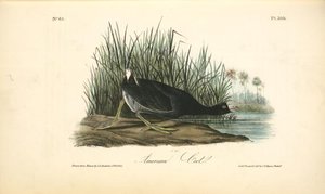 American Coot — John James Audubon