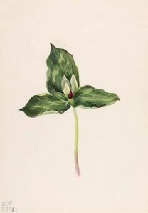 Trillium Discolor — Mary Vaux Walcott, Botanical Illustration