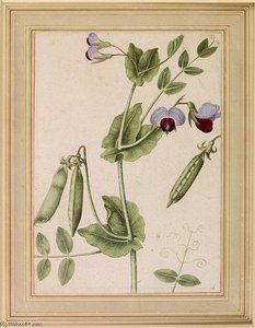 Nouvelle France_5_1_pois Le Moyne De Morgues — Jacques Le Moyne De Morgues