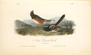 Arctic Ground Finch. 1. Male. 2. Female — John James Audubon