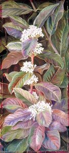Foliage And Flowers Of A South African Tree, Beautiful But Poisonous — Marianne North