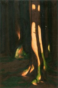 Hard Shadow Cast on Spruce