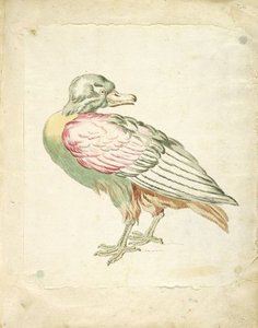 Bird Looking Backwards