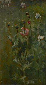 Poppies in Bloom