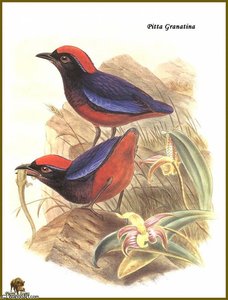 Br_ve Grenadine — John Gould