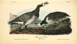 Bernacle Goose. 1. Male. 2. Female — John James Audubon