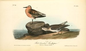 Red-breasted Sandpiper. 1.summer Plumage. 2. Winter — John James Audubon, Contemporary Realism