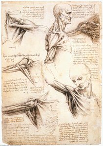 Anatomical Studies Of The Shoulder — Leonardo Da Vinci