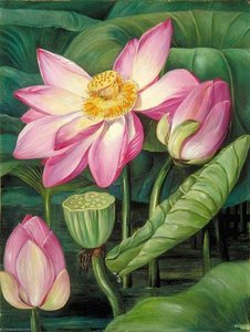 Foliage, Flowers And Fruit Of The Sacred Lotus In Java — Marianne North