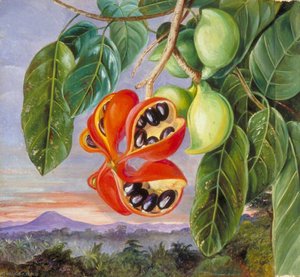 Foliage And Fruit Of Sterculia Parviflora — Marianne North