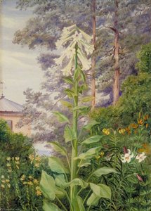 The Giant And Other Lilies In Dr Allman's Garden At Parkstone, Dorset — Marianne North