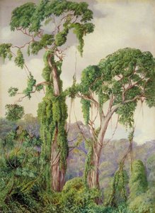 Yellow Wood Trees And Creepers In The Perie Bush — Marianne North